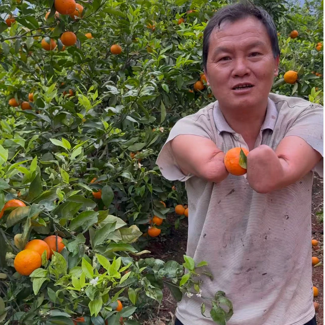 高原沃柑老树果纯甜无酸汁水足