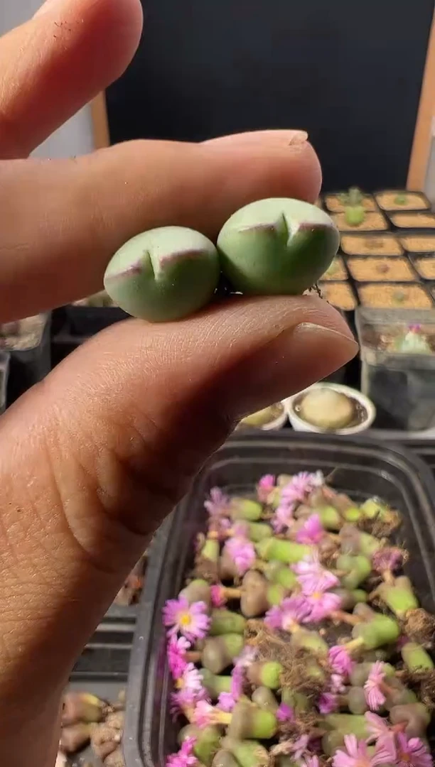 量拍皮卡丘1414.71    2颗