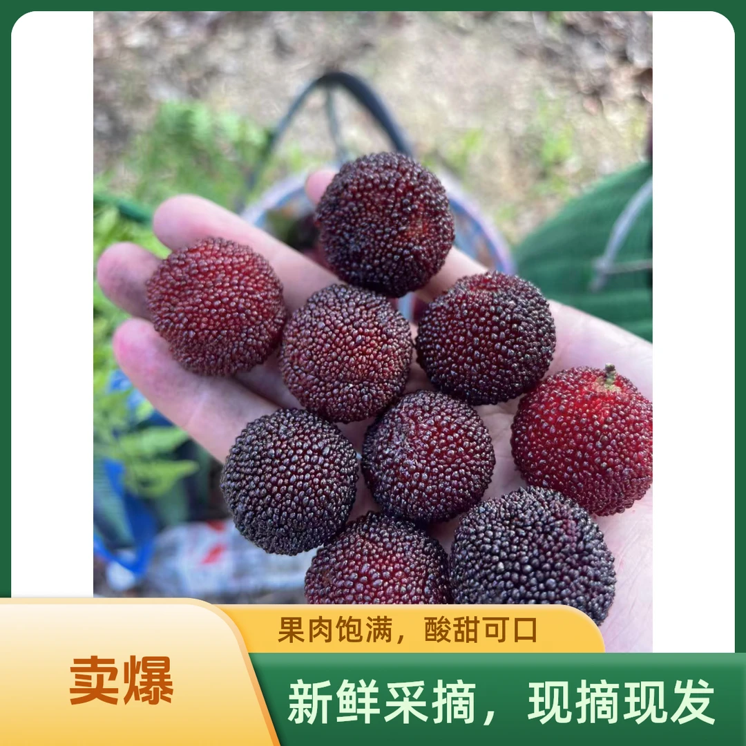 慈溪正宗荸荠杨梅新鲜甜口当季水果顺丰空运160颗4斤