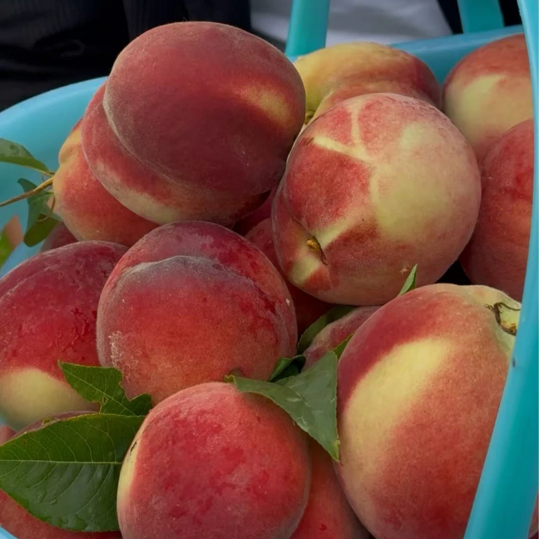 林芝脆桃 林芝果园直发 邮政包邮