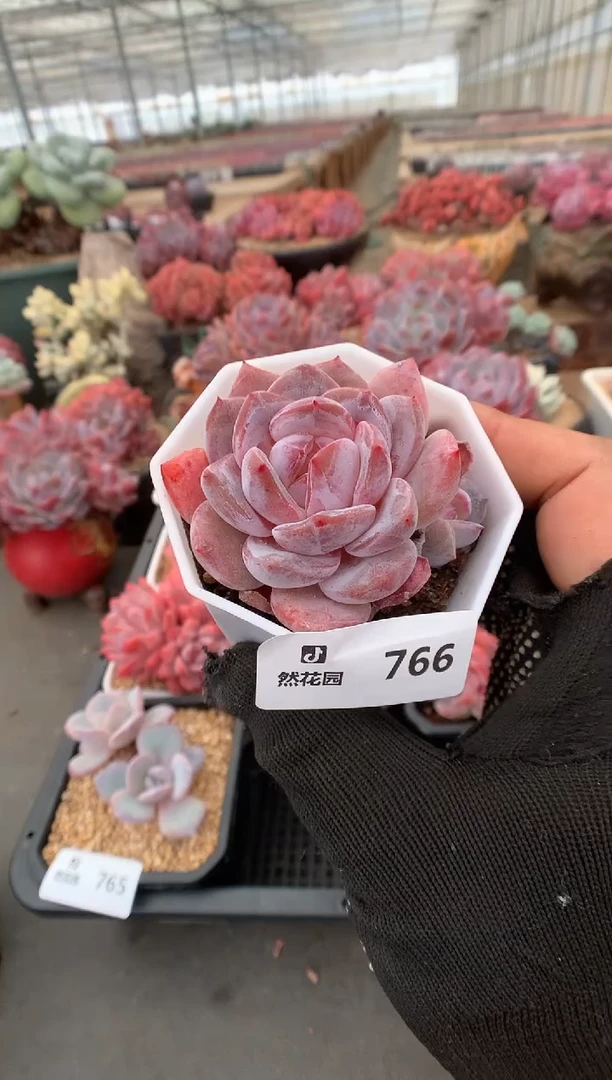 766星影一物一拍