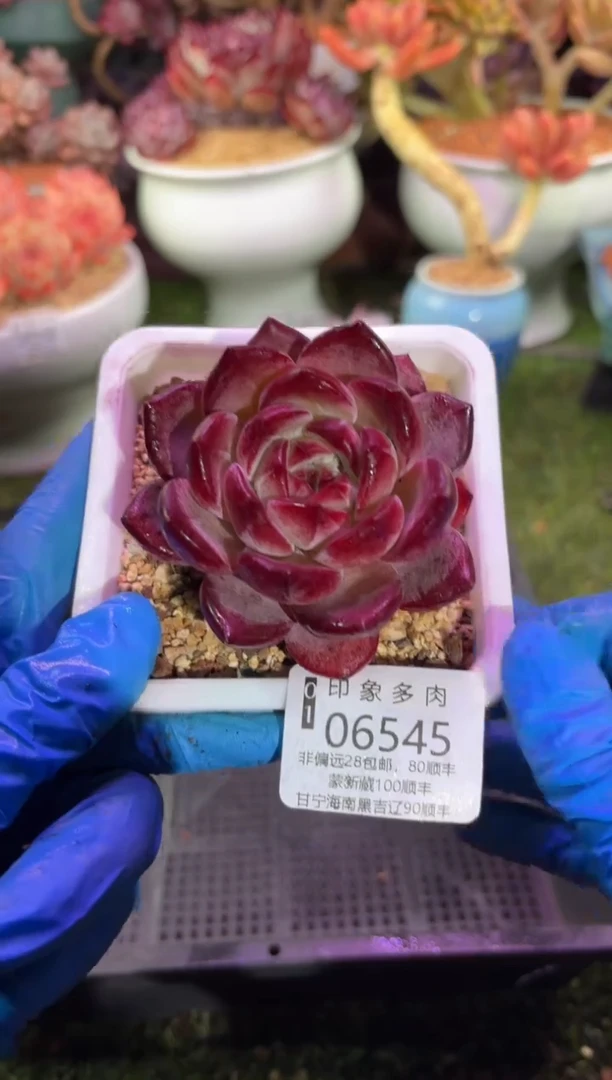 【闪购商品】06545