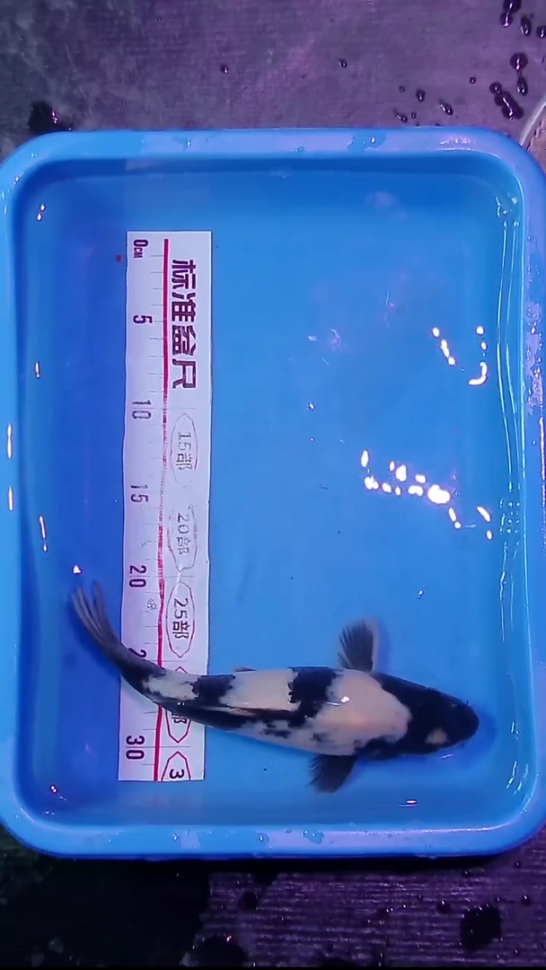 锦鲤直播间菁选 3号 对版发货