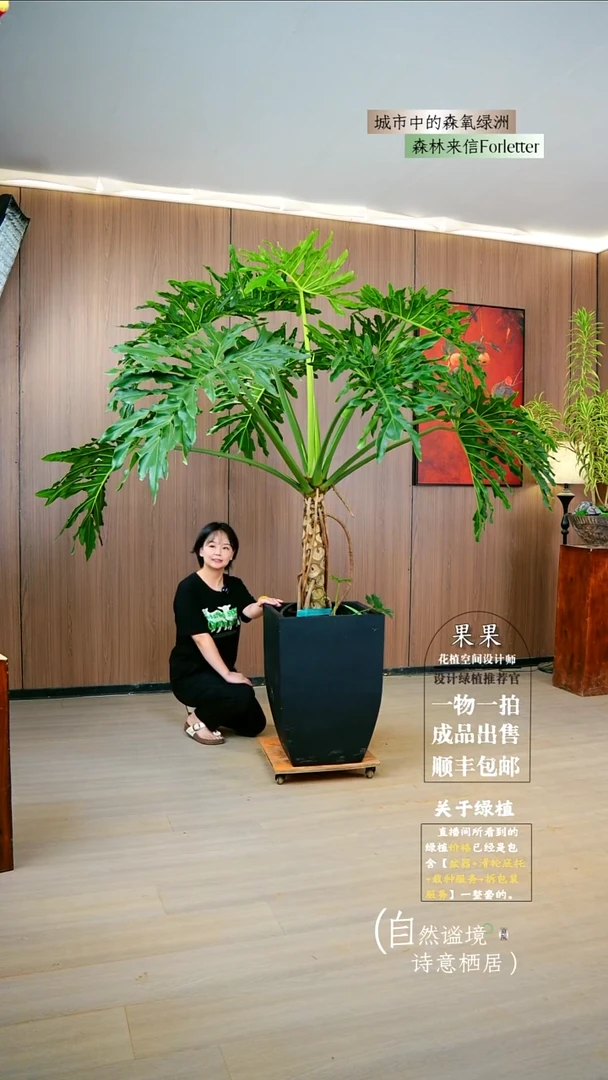 不开花植物S****y老桩龙鳞春雨成品一整套送货上门