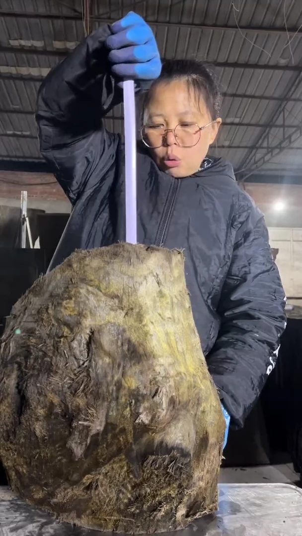 金丝楠75金丝楠小叶桢楠原材料