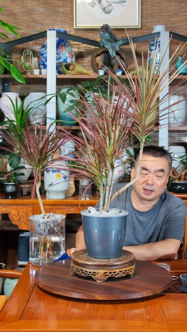 无花朵听****你水之韵水培千年木