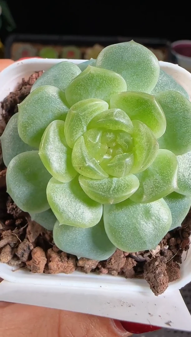 1105-155无尽灯珍妮