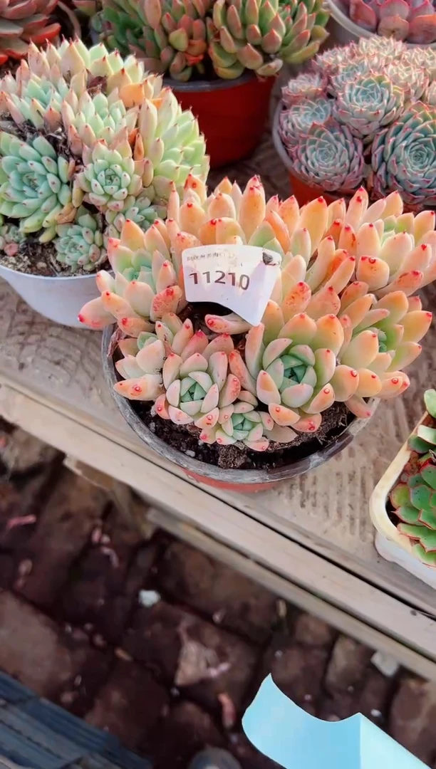 漫**端多肉植物一物一拍11210