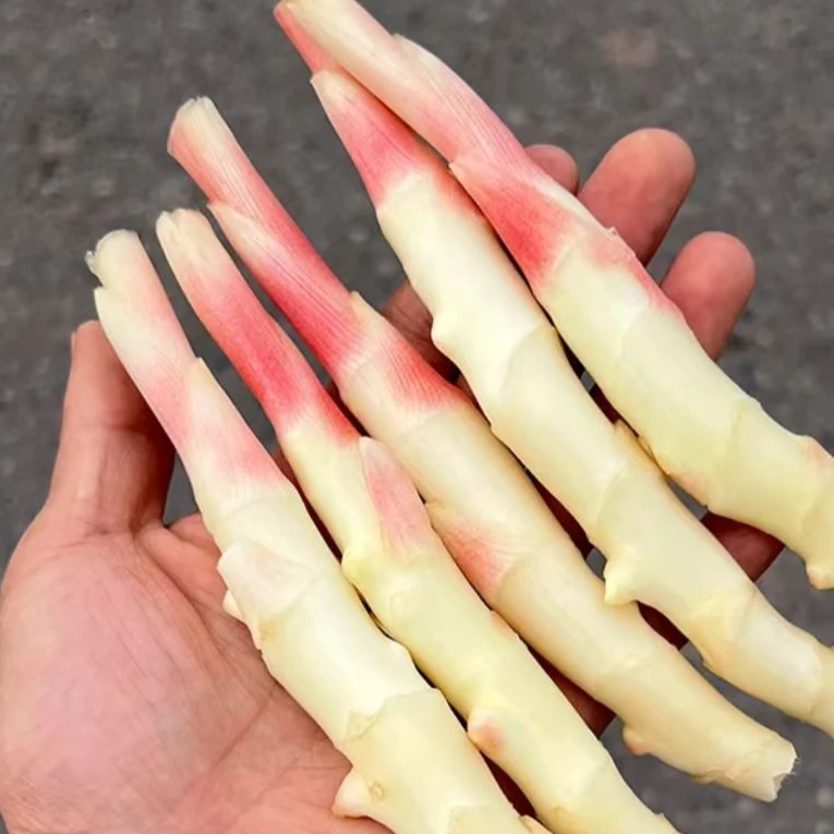 【4.5斤装、四川指头姜、姜芽】现挖现发、明日达、姜芽子、可做泡菜腌制食用嫩姜