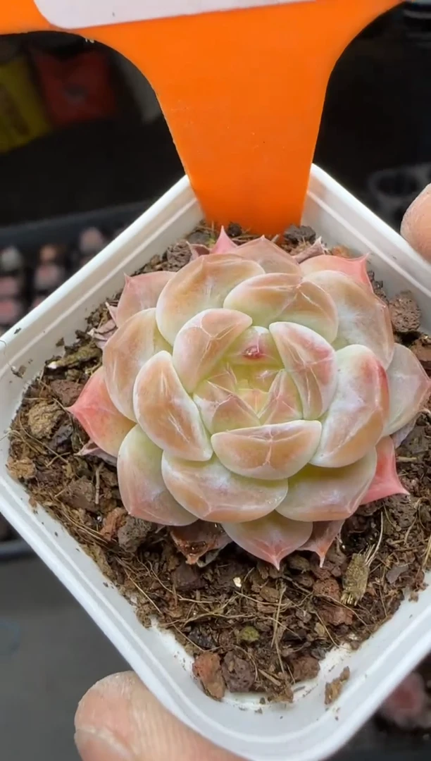 【闪购商品】一物一拍0211—437