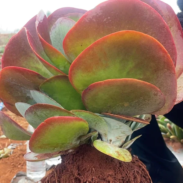 唐印  瑕疵不售后 好看好养  云南发货精品多肉植物
