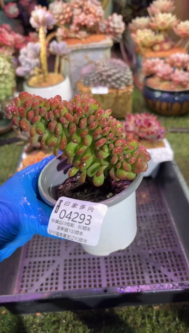 【闪购商品】04293