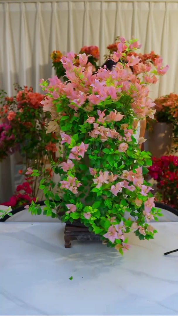 大部分开放少量花苞布里扎