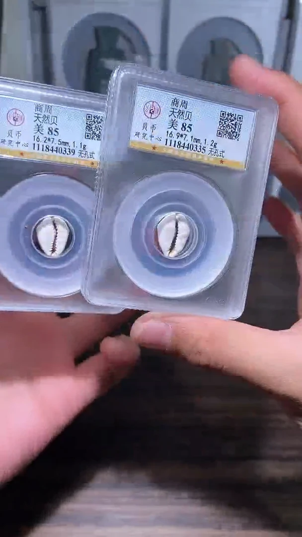 【闪购商品】铜历代 天然贝天然贝