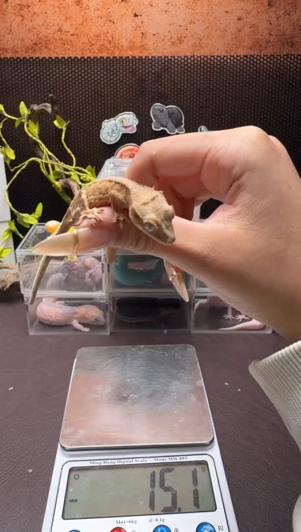 鳞与尾 Scale Tail 爬宠J12