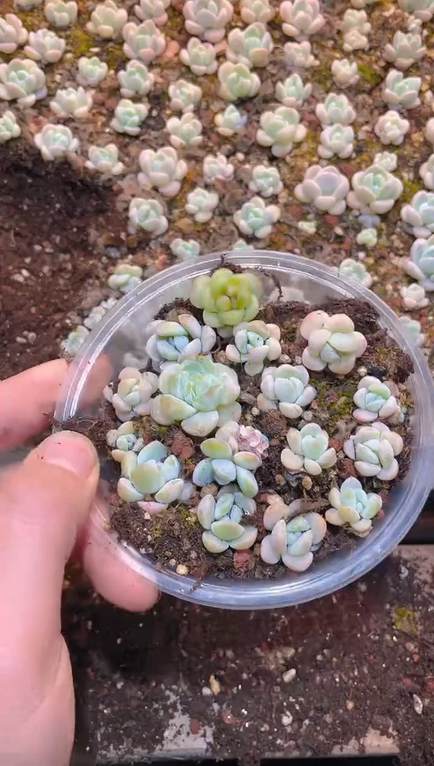 355玉蝴蝶     量拍
