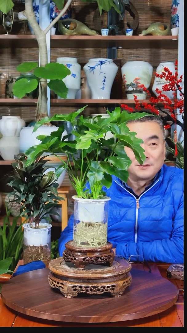 无花朵爱****帝水之韵水培春羽