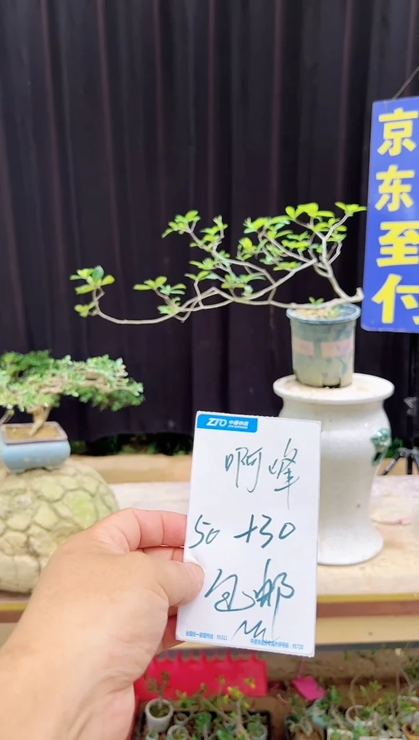 大量花朵（建议范围：8朵-15朵 或40%以上）杜*生海岛栀子花