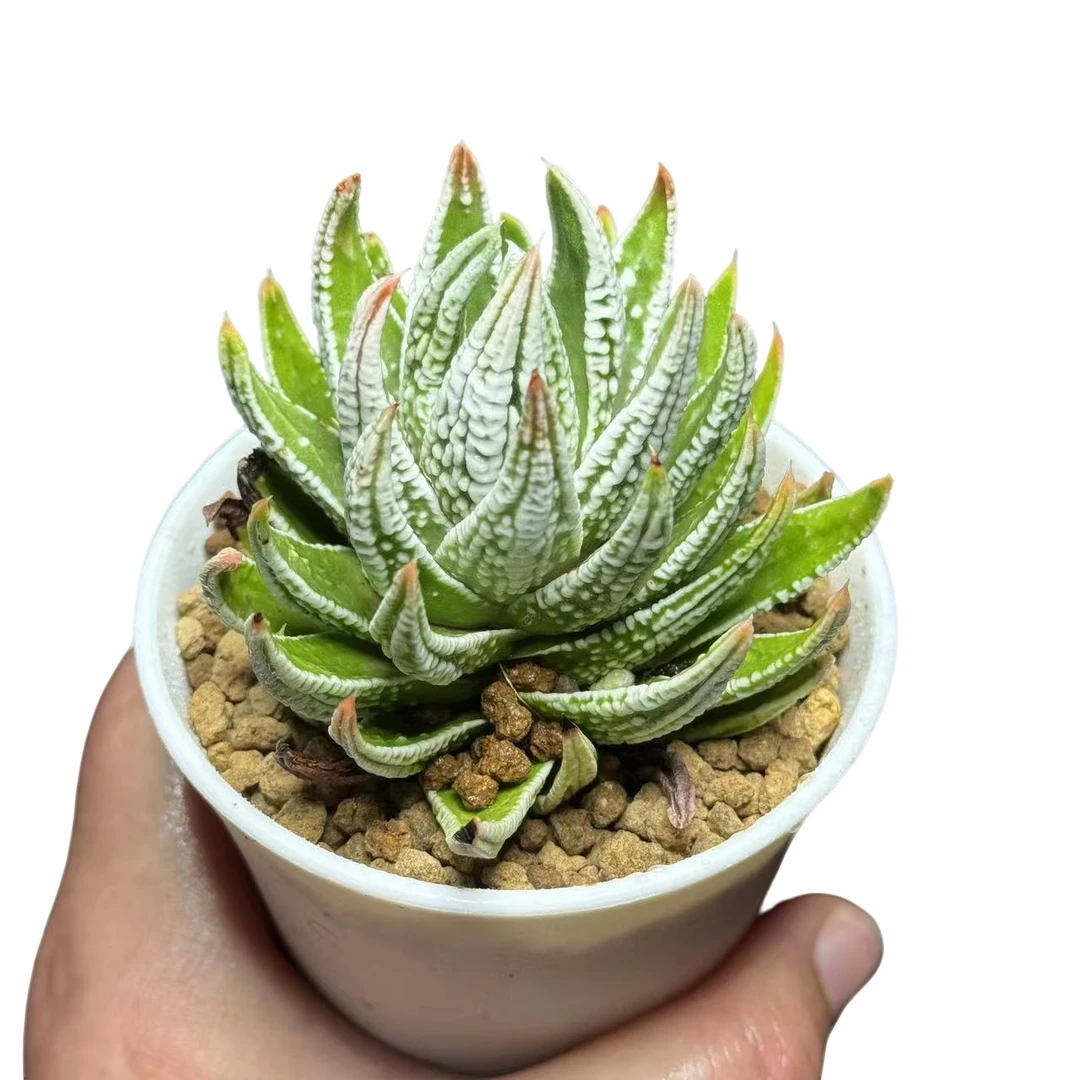 【皇帝寿】十二卷新手好养多肉植物根系带土原盆栽培种植拍下发