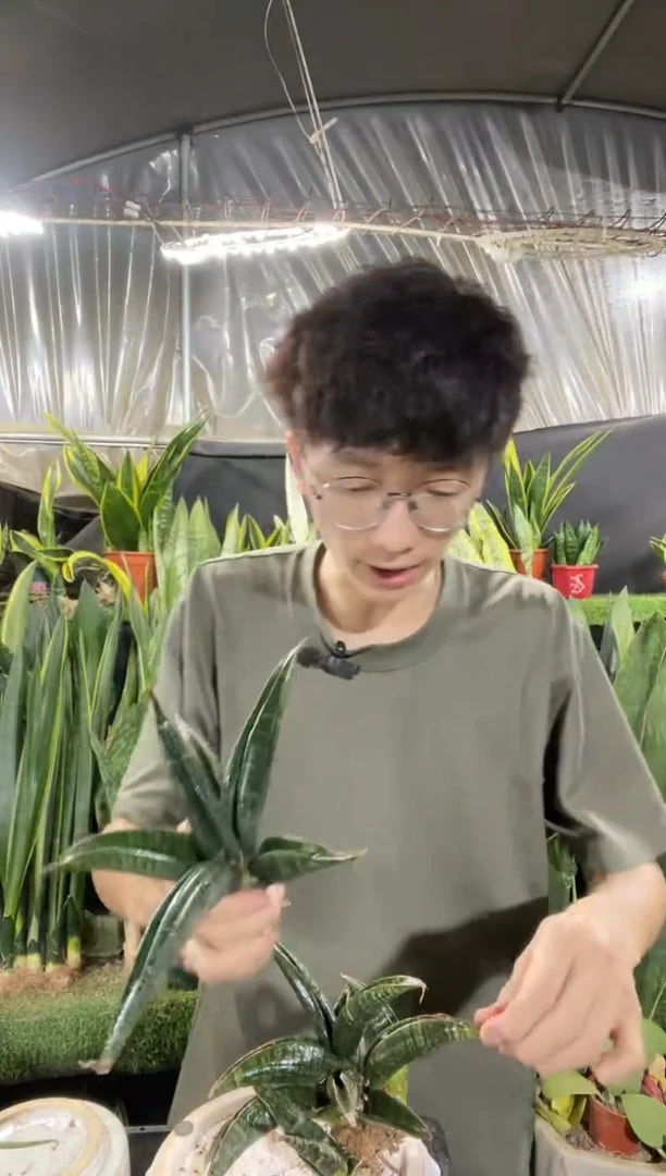 道恩黑角裸根39.8