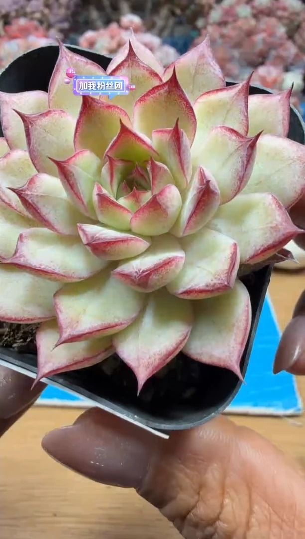 东云多肉园二店-15