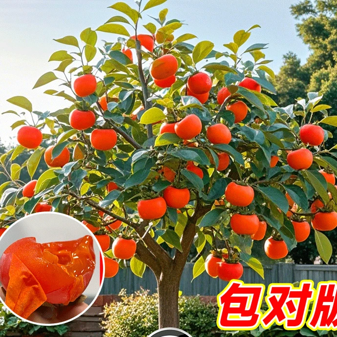 火晶柿子树苗老品种日本脆皮磨盘生吃柿子软矮桩无籽盆栽带果发货