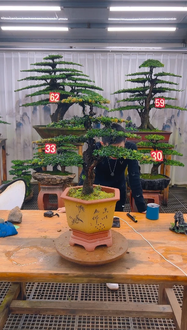 无花朵精品盆景直播间一物一拍