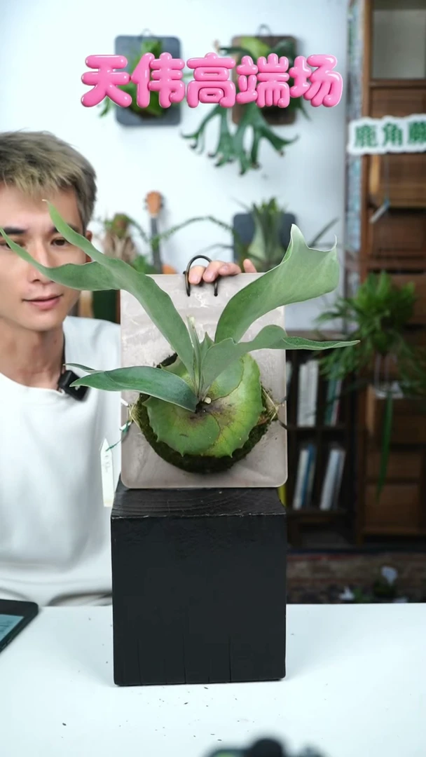 不开花植物A638-kylen