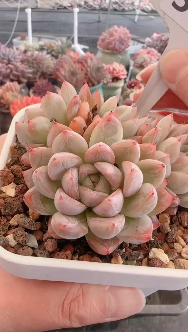 【闪购商品】5757艾莎