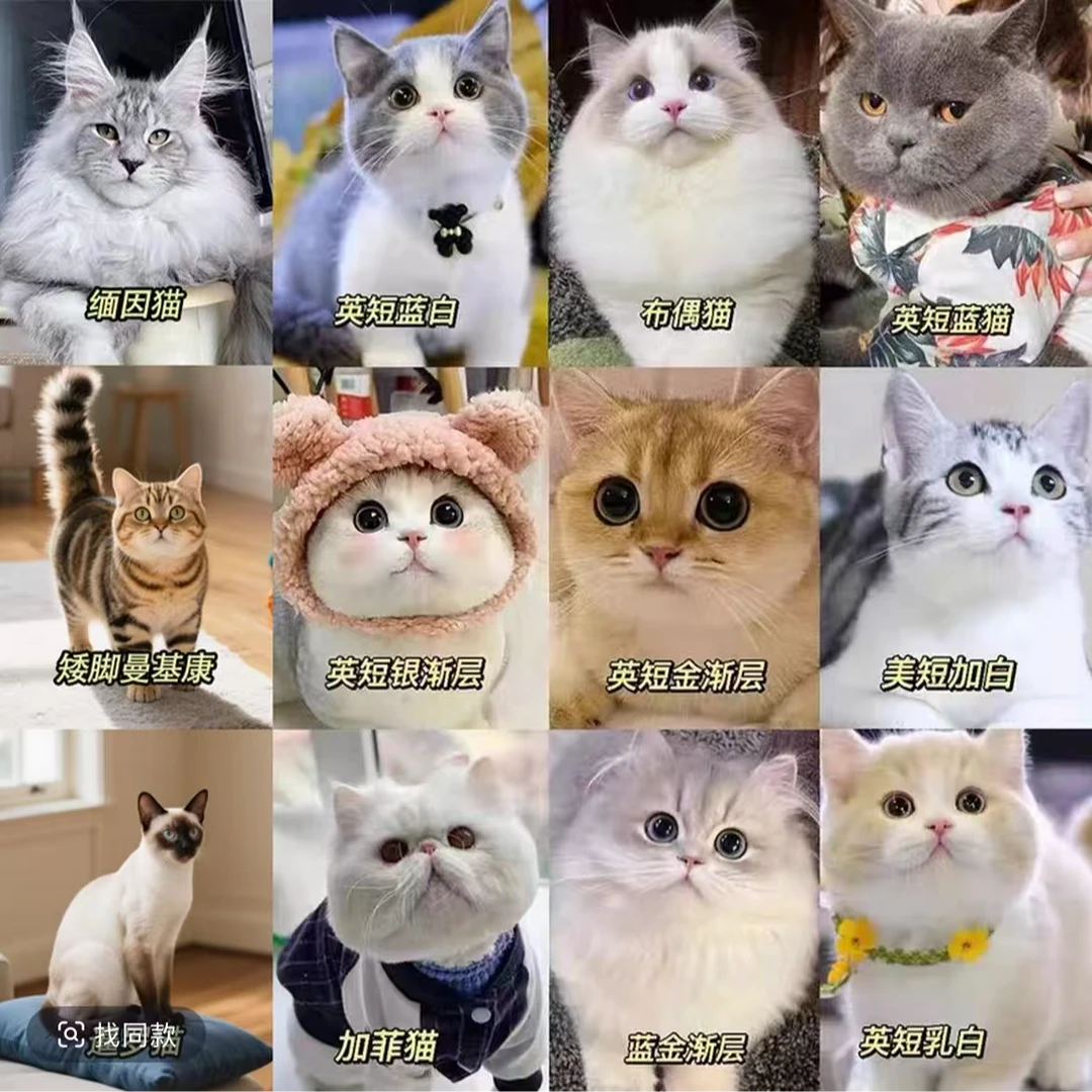 渣渣【嘉呗呗宠物】全猫品种猫猫一对一对接 不满意全额退