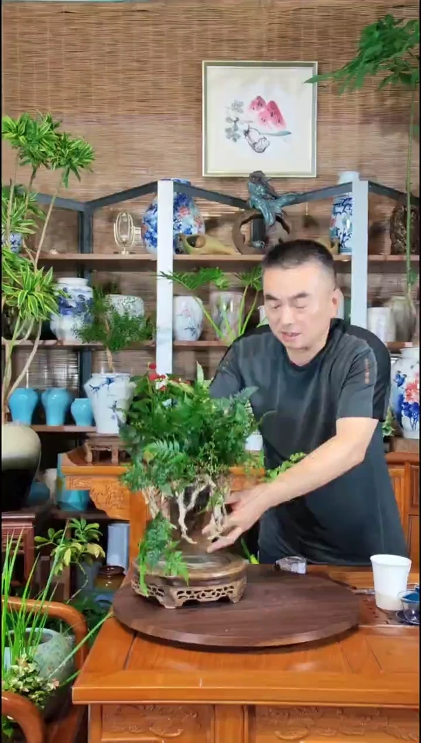 无花朵水之韵水培狼尾蕨