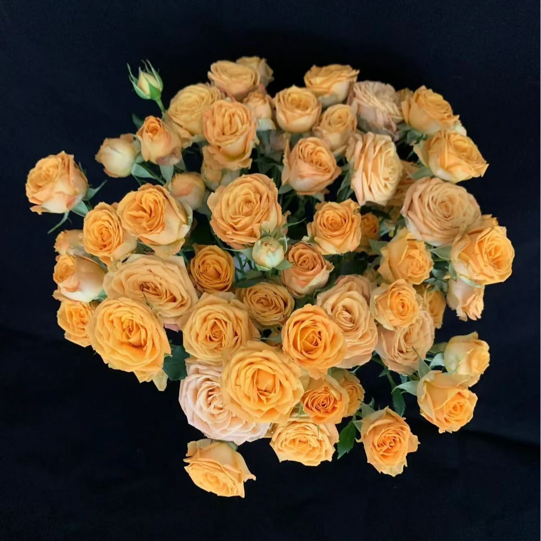【云舍花卉】金色麦浪多头玫瑰任意两单或以上包邮发货鲜花