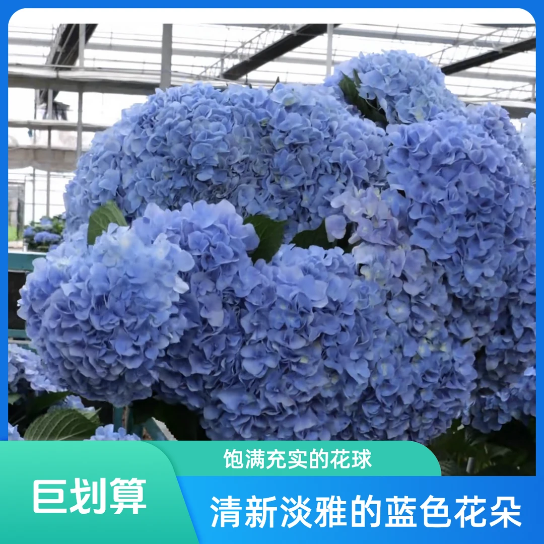 绣球大海篮 三加仑