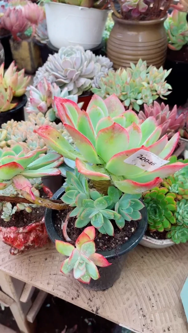 @***嘟20046多肉植物一物一拍