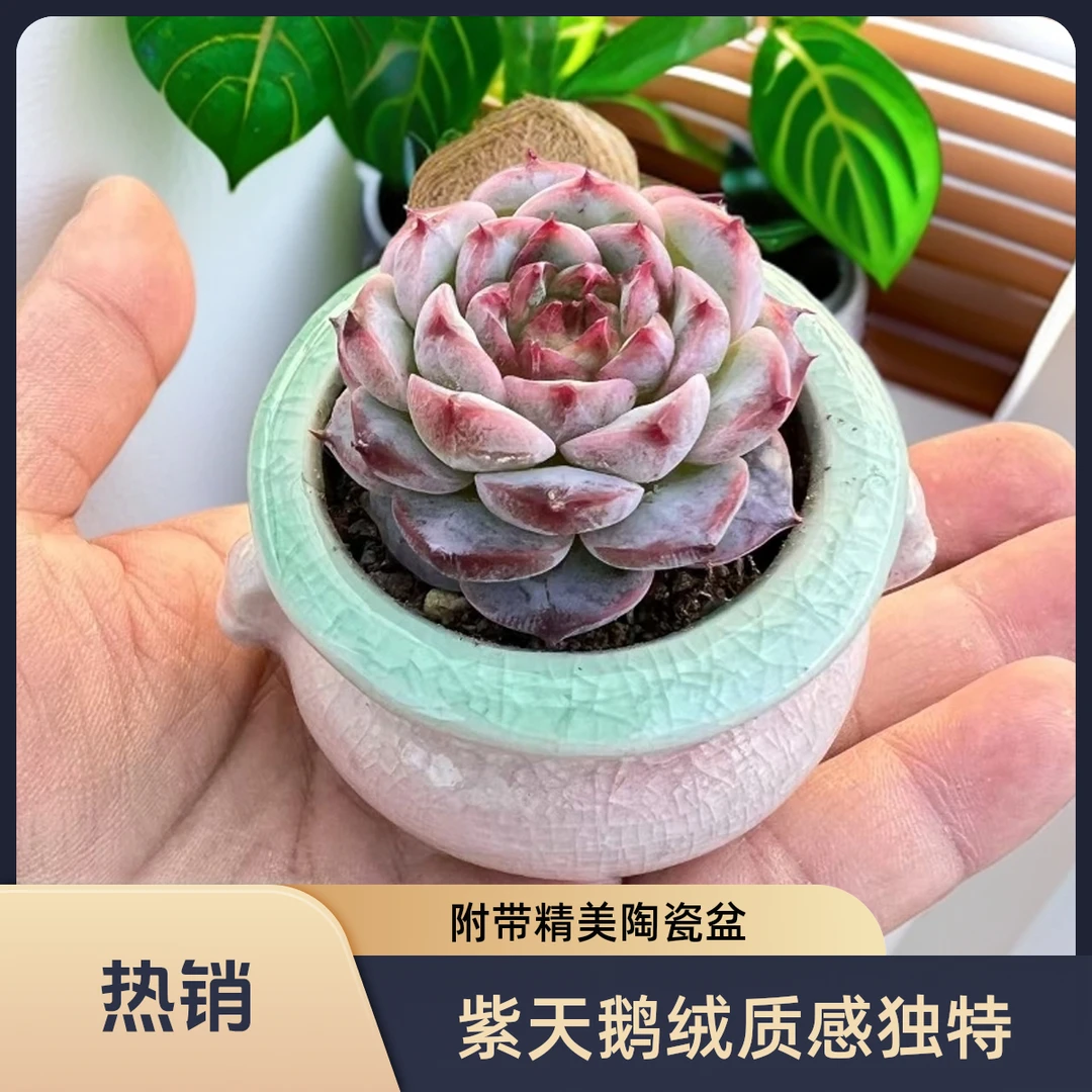 紫天鹅绒精控拇指迷你小多肉植物带陶瓷盆种好发货拇指肉肉