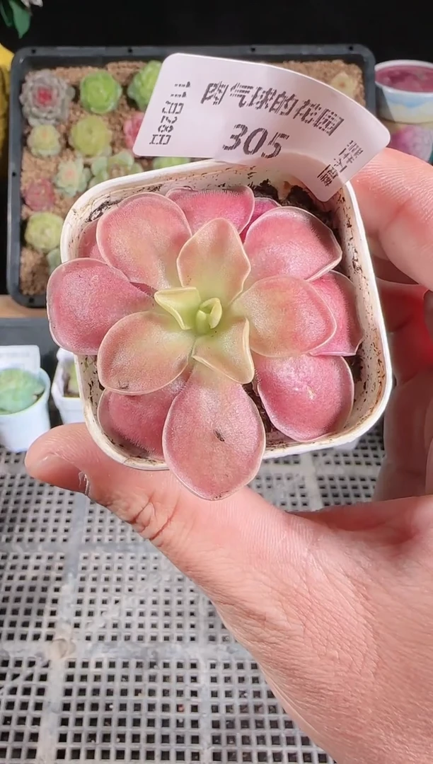 多肉1128-305赛题群生不包整