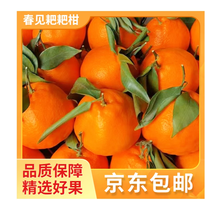 正宗四川春见耙耙柑当季果肉新鲜耙耙柑整箱【京东包邮】春见耙耙柑