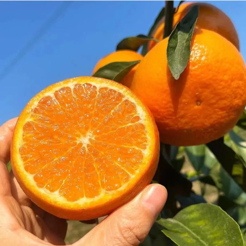 【顺丰包邮】广西精品沃柑 约3-5斤无核沃柑云南省广西壮族自治区南宁市