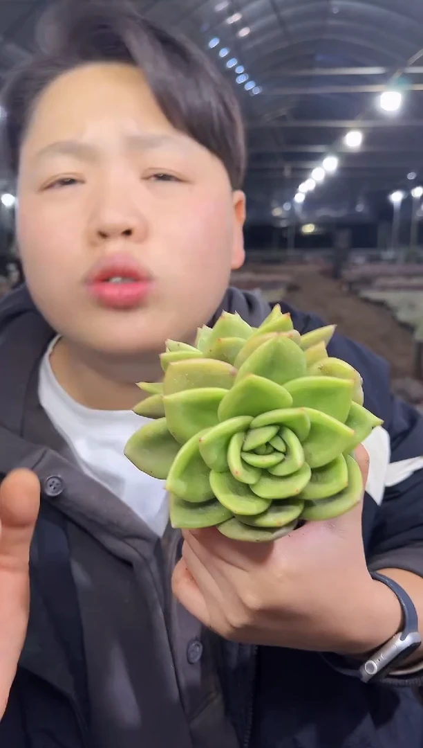 双头起翠花  5