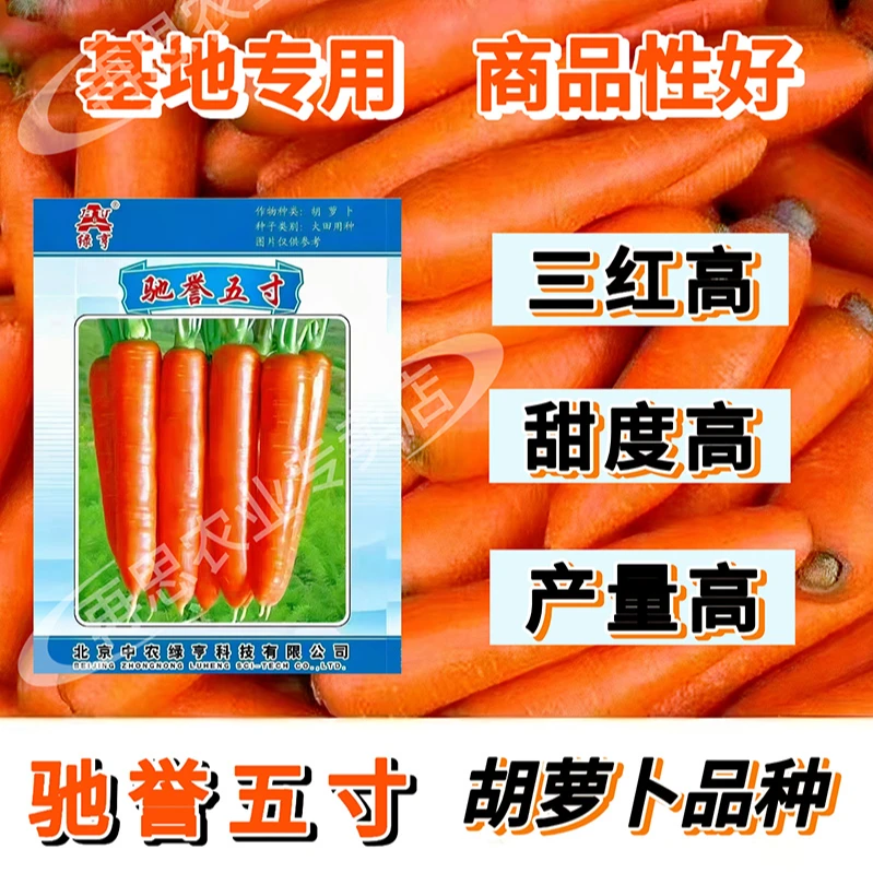 驰誉五寸胡萝卜种子育成黑田类耐暑性强早熟基地专用原装正品新