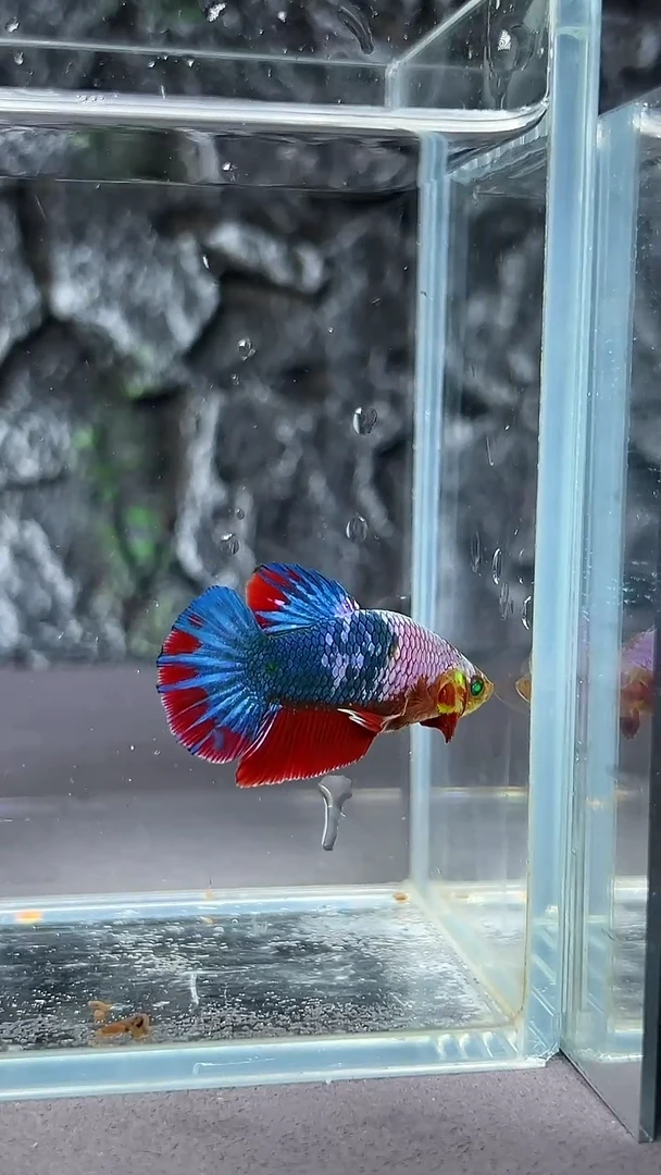 斗鱼竞拍链接A055