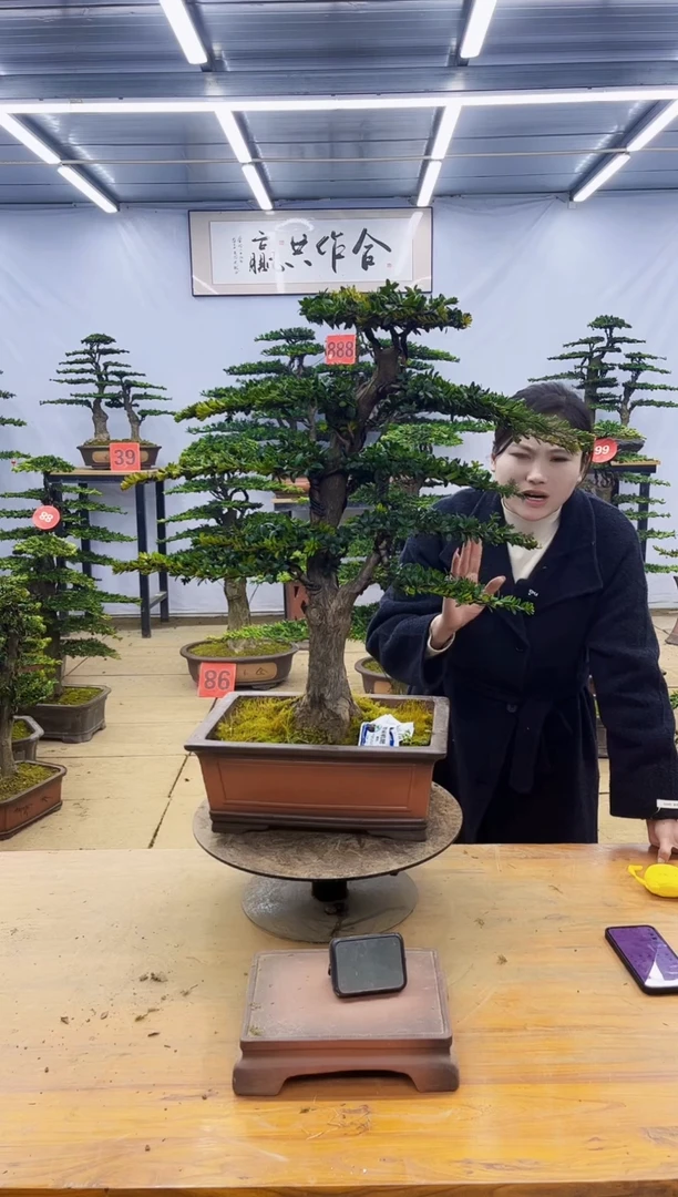 【闪购商品】高端盆景一物一拍，所见即所得