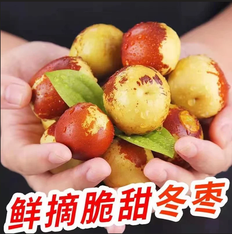 正宗庙上冰糖脆冬枣25年头茬庙上冬枣头茬新鲜冬枣孕妇应季水果