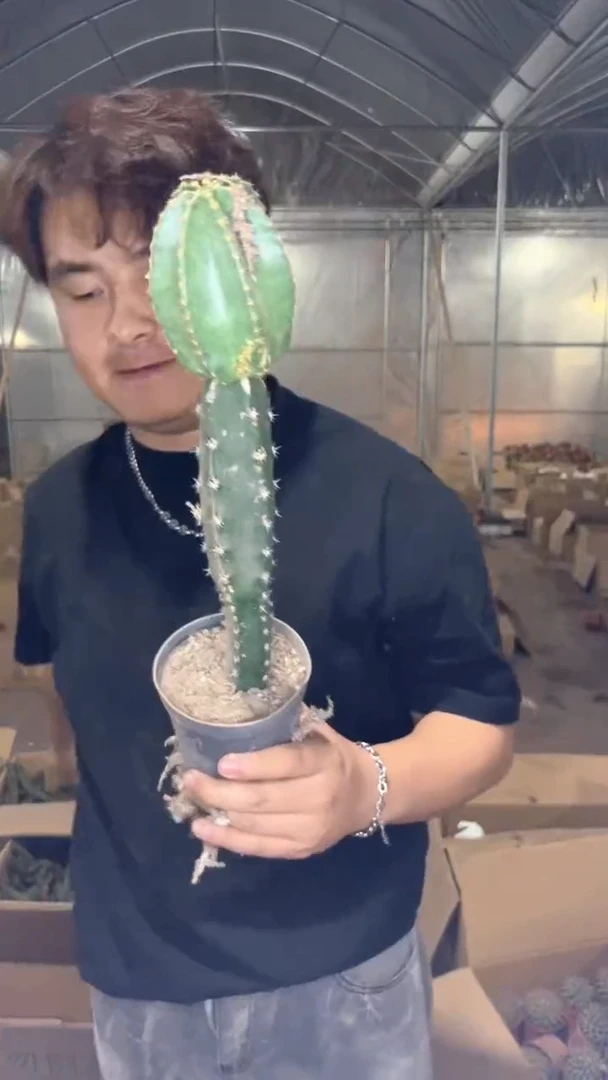 微刺虾     【嫁接】