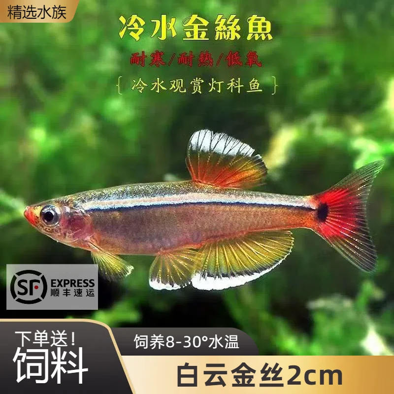 【顺丰发货】白云金丝小型观赏鱼低温淡水鱼淡水加温好养鱼原灯科