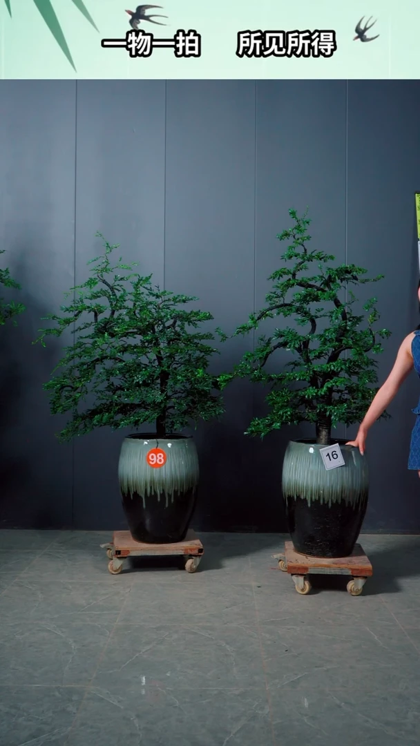 全部花朵文****司16号广东小叶紫檀