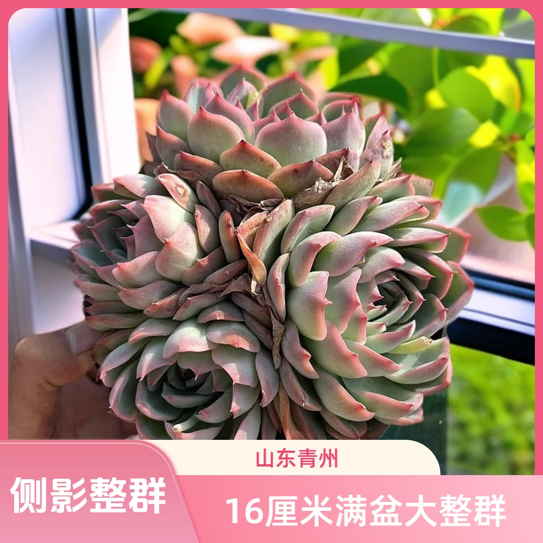 侧影群16厘米盆老桩多肉