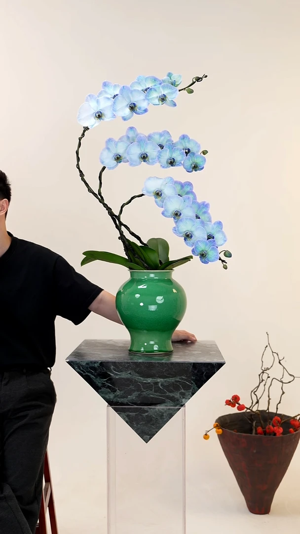 全部花朵052一物一拍蝴蝶兰盆景