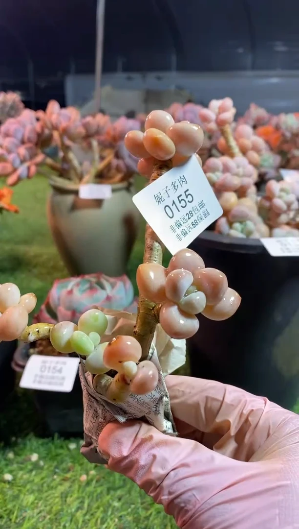 【闪购商品】0155a