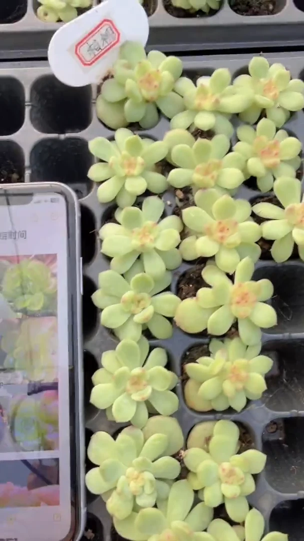 相柳3cm左右 量拍混发 满9.9包邮